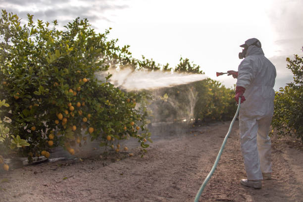 Best Insect Control  in El Monte, CA