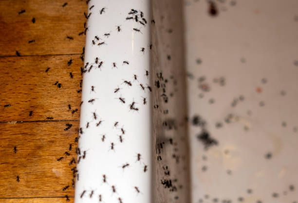 El Monte, CA Pest Control Company