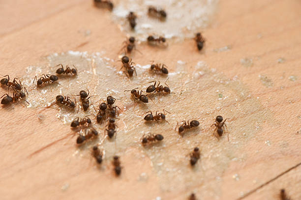 El Monte, CA Pest Control Company