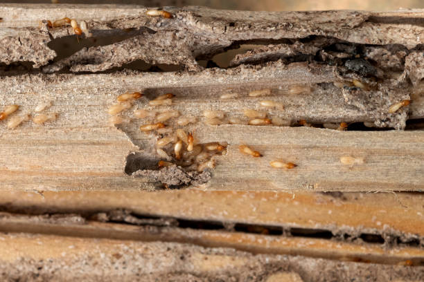 Best Commercial Pest Control Services  in El Monte, CA