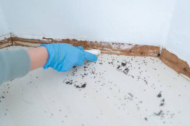 Best Bed Bug Extermination  in El Monte, CA